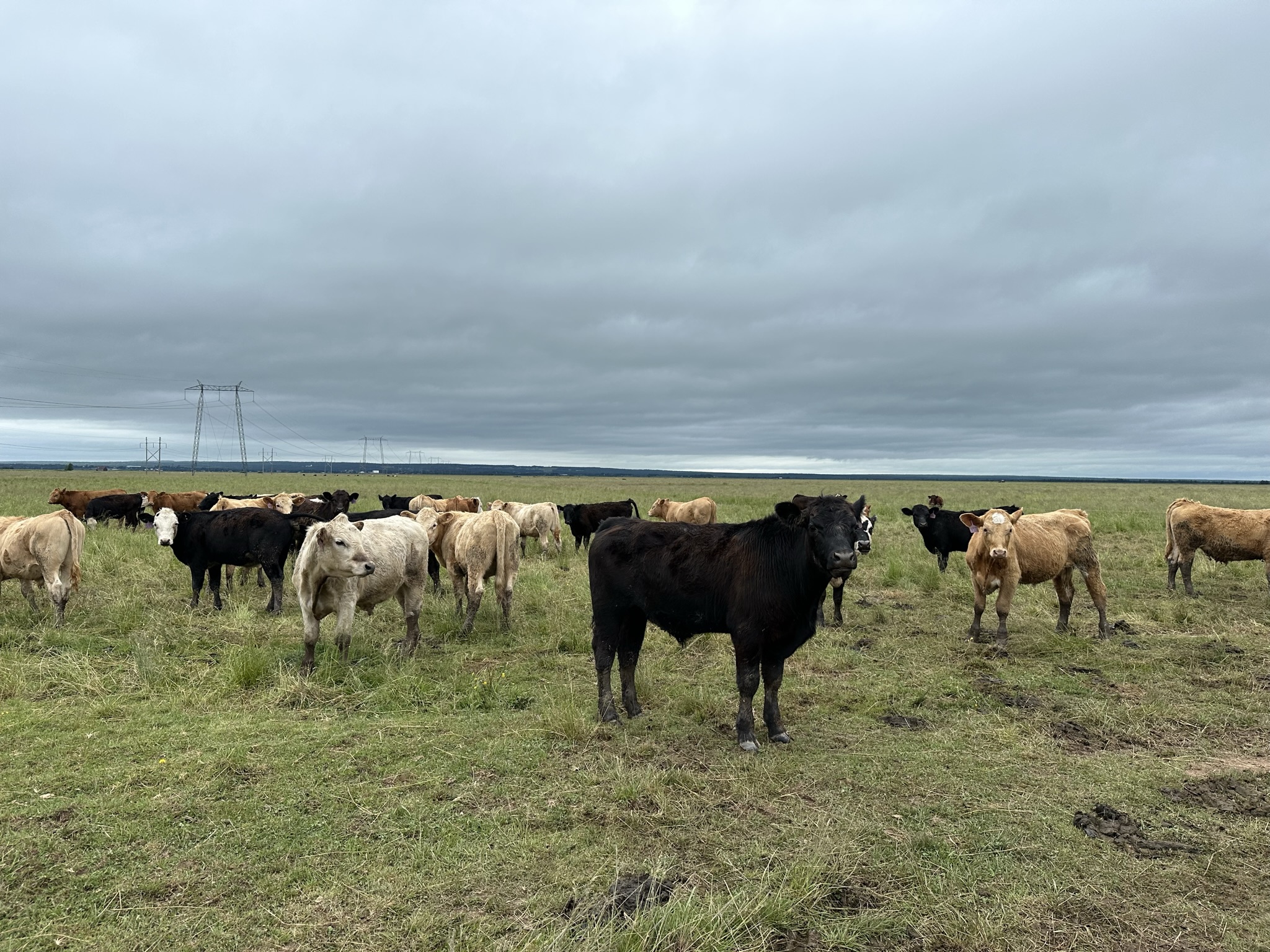 Photo of Tantramar Community Pasture