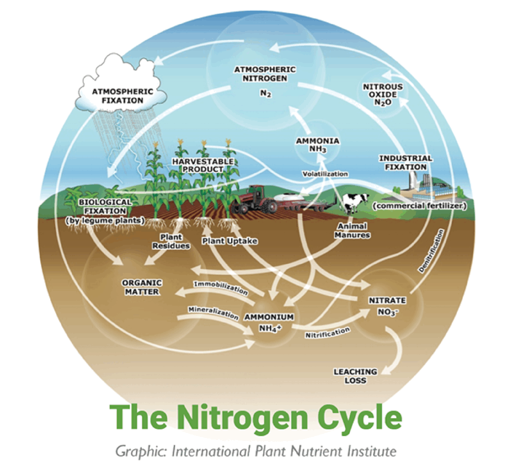 Nitrogen Cycle