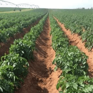 Split Nitrogen Fertilizer Application Imagery - After