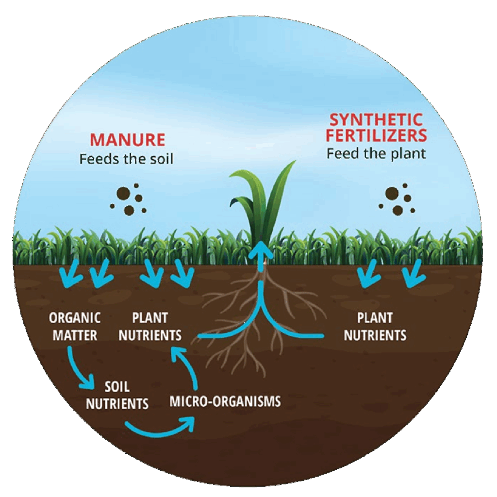 Manure and Synthetic Fertilizers Visual