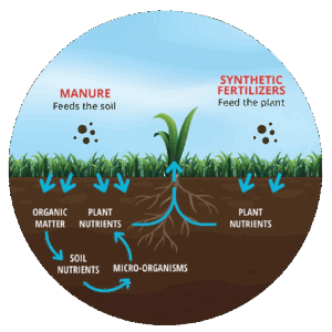 Manure and Synthetic Fertilizers Visual