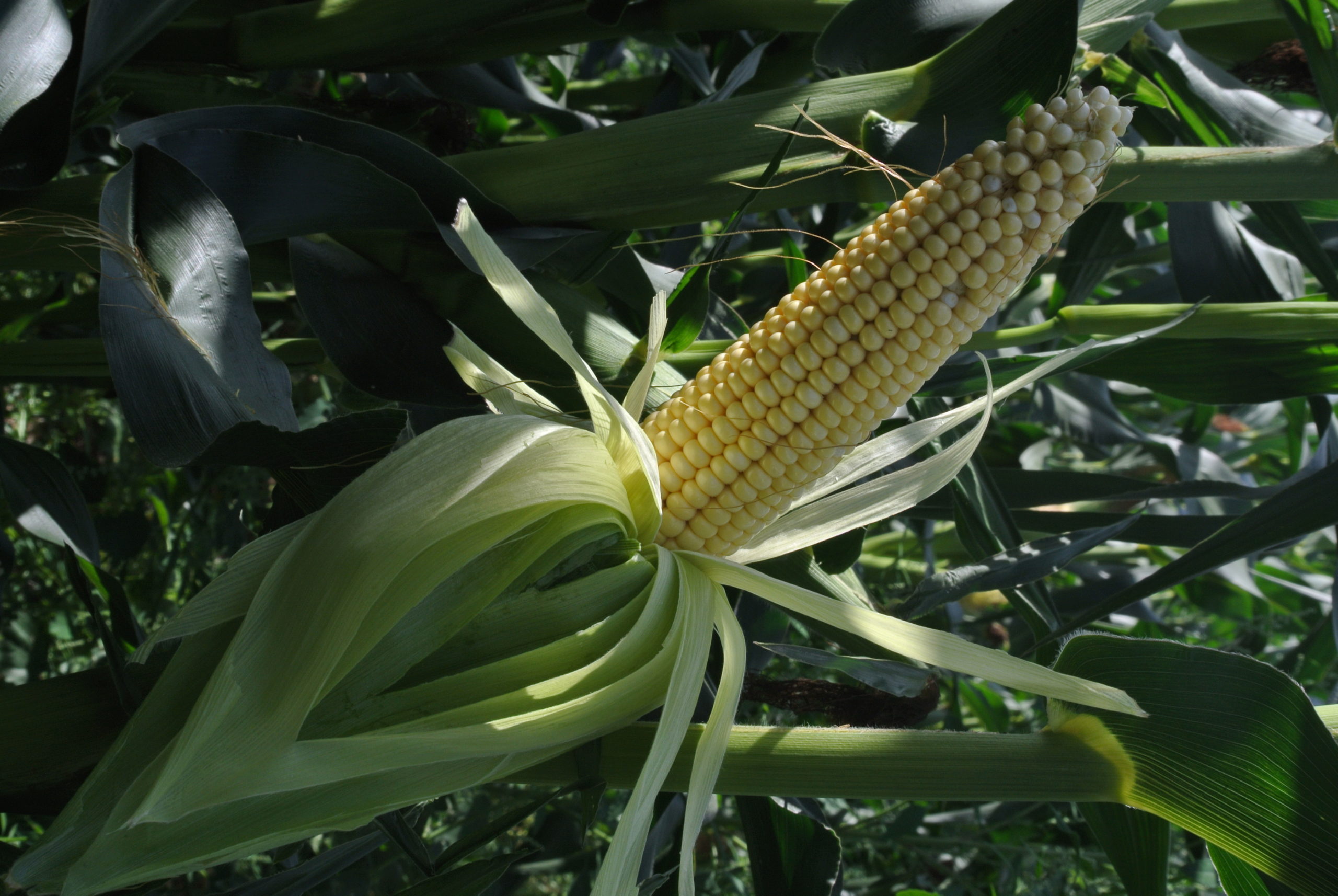 Coburn Farms