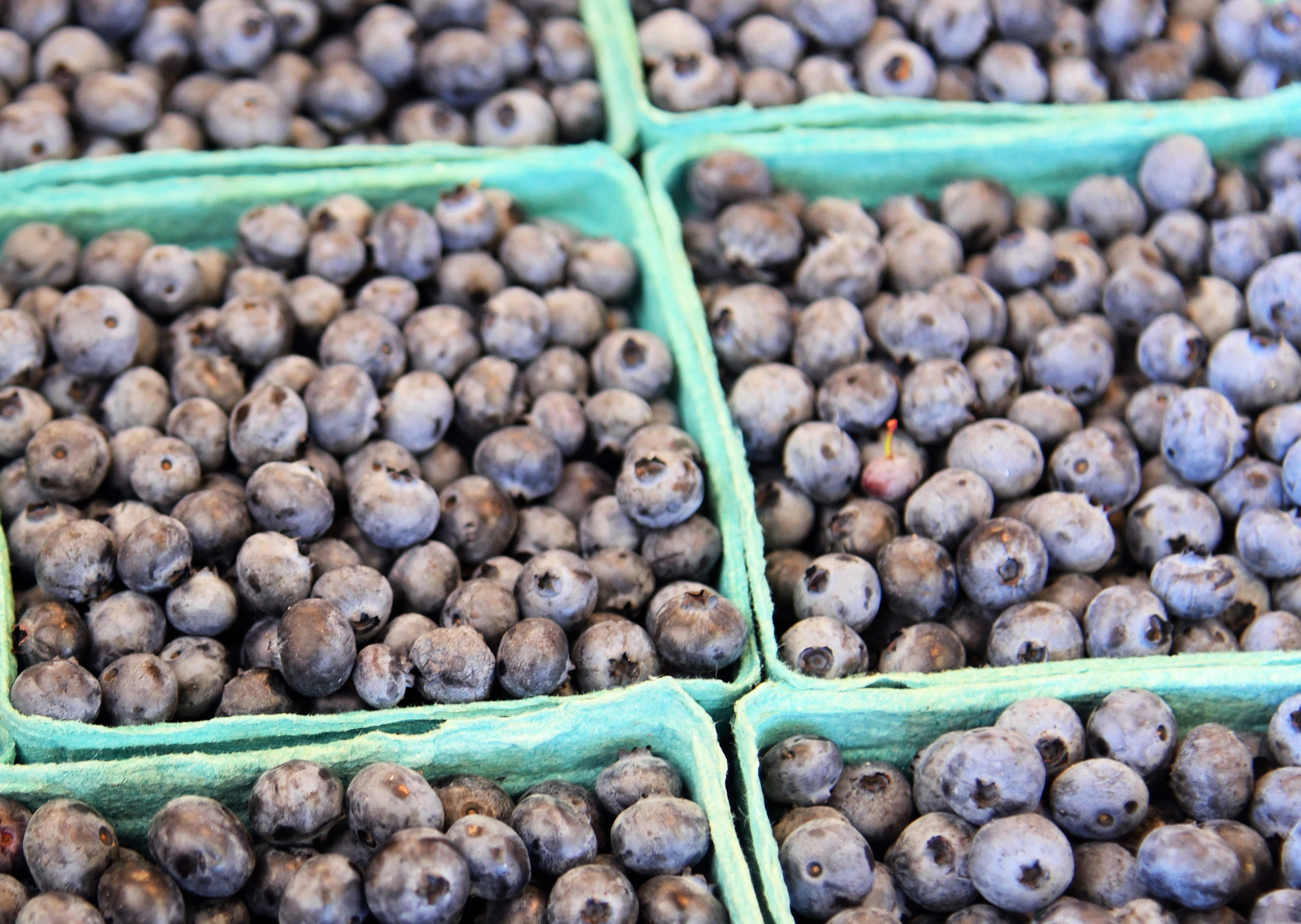 Stewart Blueberry Pond